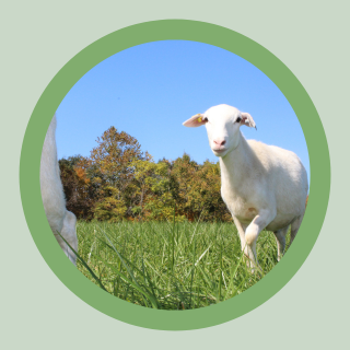 Molly St Croix Sheep