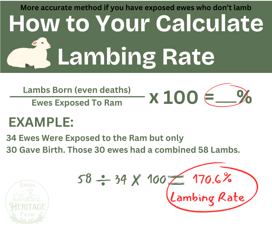 Visual graphic describing how to calculate lambing rates using ewes that were exposed to rams.