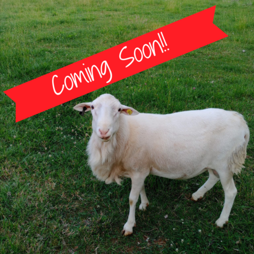 Registered St Croix Sheep For Breeding Stock coming Soon